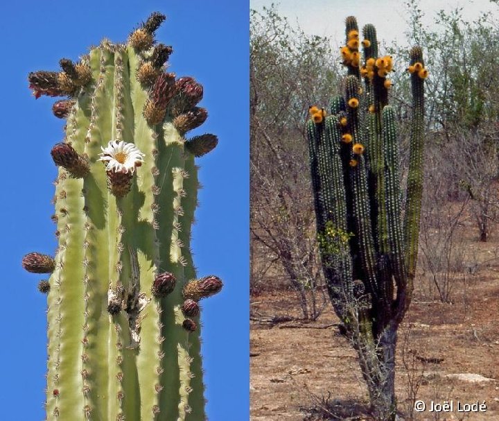 Pachycereus pecten-aboriginum JLcoll.3683